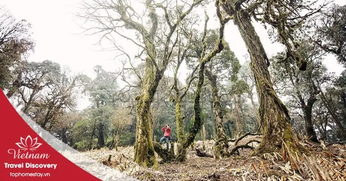  trekking leo núi Khang Su Văn 3 ngày 2 đêm